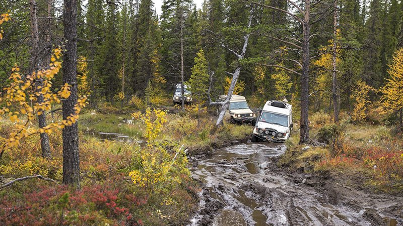 bosque aurora boreal
