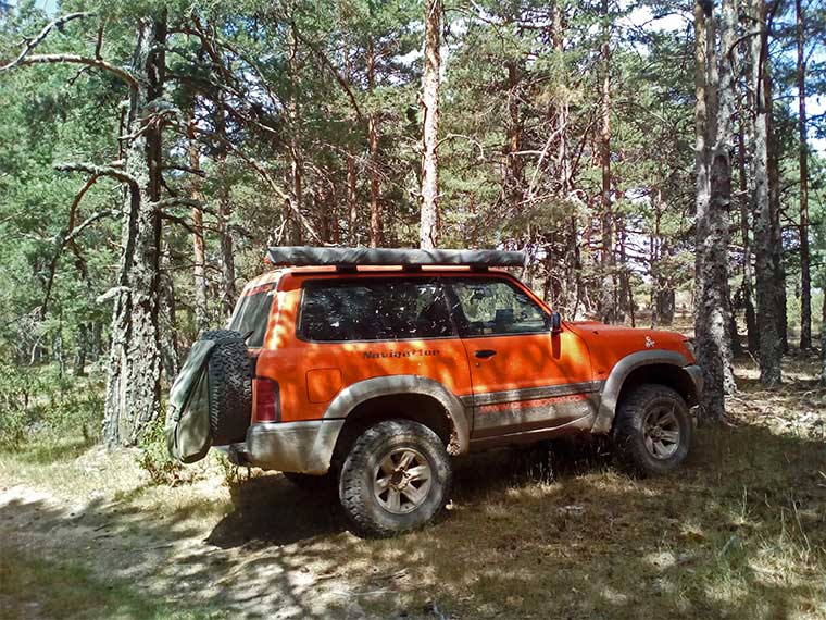 laponia-del-sur-bosque